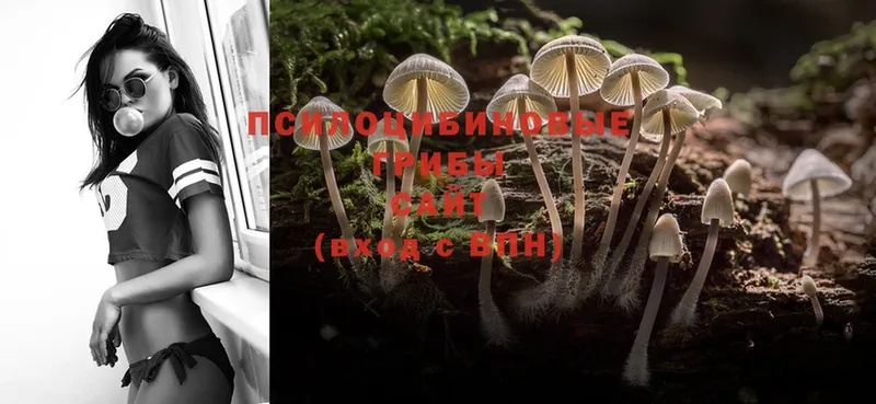 Галлюциногенные грибы Psilocybe  Берёзовский 